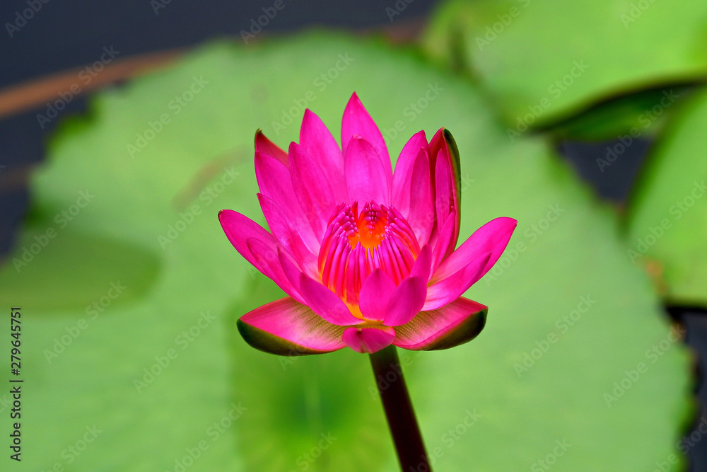 Bright Purple / Pink Waterlily Flower Blooming in the Pond Bright Purple / Pink Waterlily Flower Blooming in the Pond