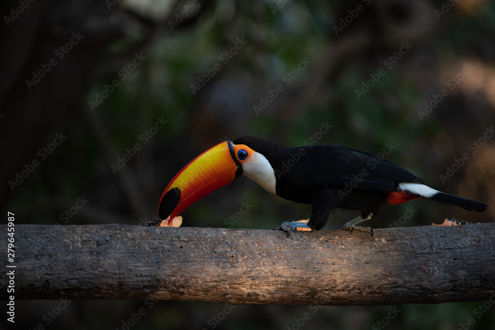 Fototapeta premium One Giant toucan also known as toco toucan (Ramphastos toco) on a bird feeder.