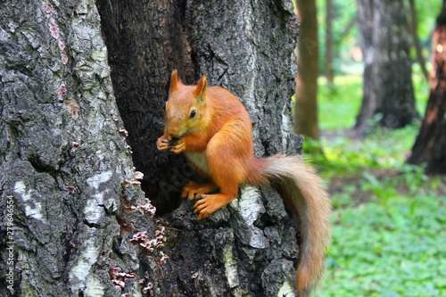 squirrel nibbles nuts sitting on a tree in the park © Sergey