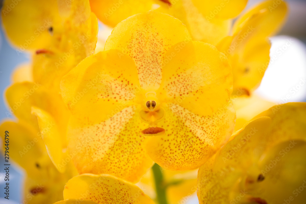 Fototapeta premium Yellow orchid flowers closeup for background