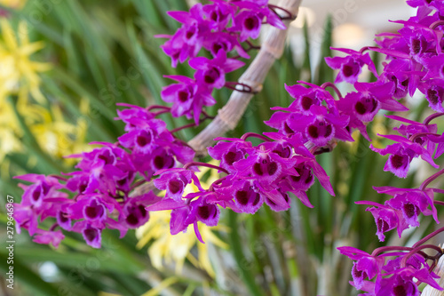 Purple orchid flowers in garden