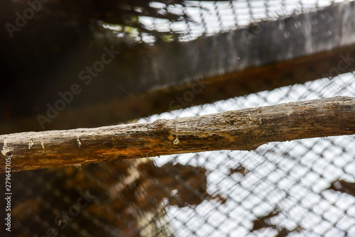 Chai nat Thailand December 26 2019 see birds at Chai NAT Bird Park is a place of chainat province. Bird cage is the biggest in Asia, covering an area of 26 hectares and contains various species birds. photo