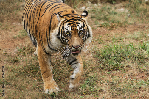 Fototapeta Naklejka Na Ścianę i Meble -  face of sumatran tiger