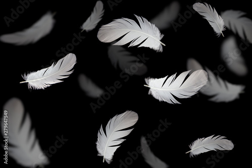 white feathers floating in the dark.