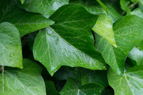 green ivy leaves with water drops