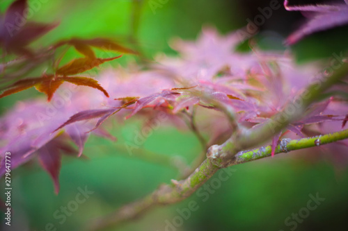 purple autumn maple leaves on soft green background