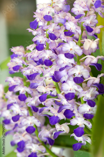 Purple orchid flowers in garden