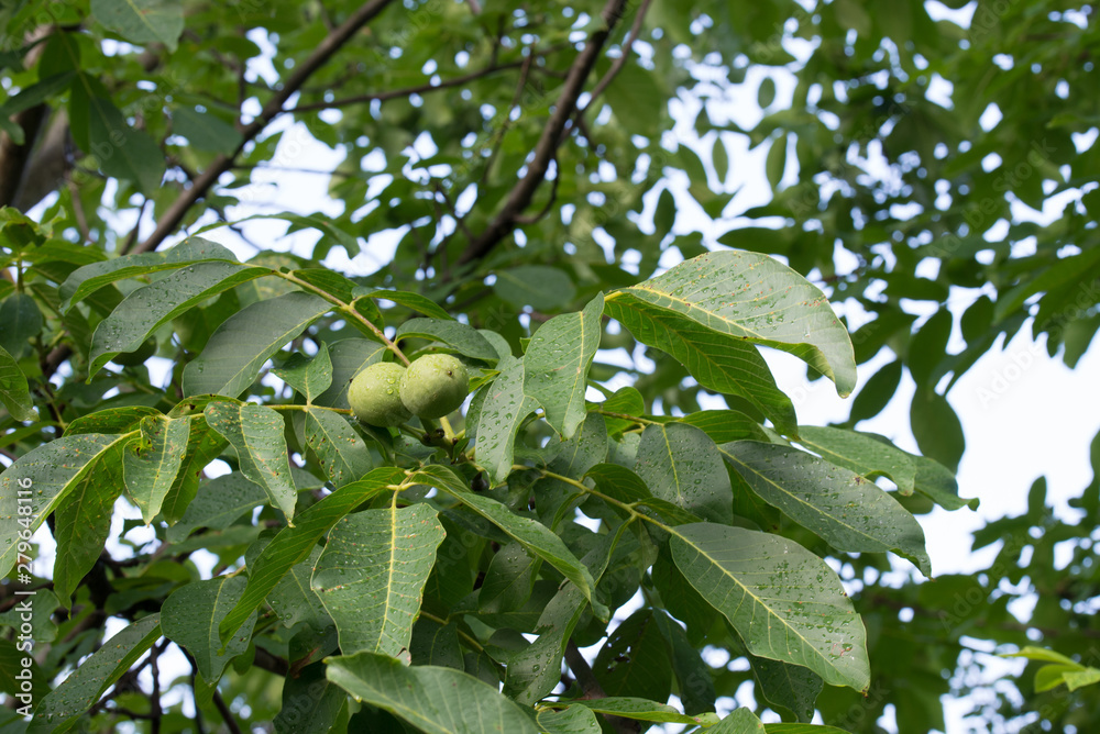 green friuts on common walnut on twig