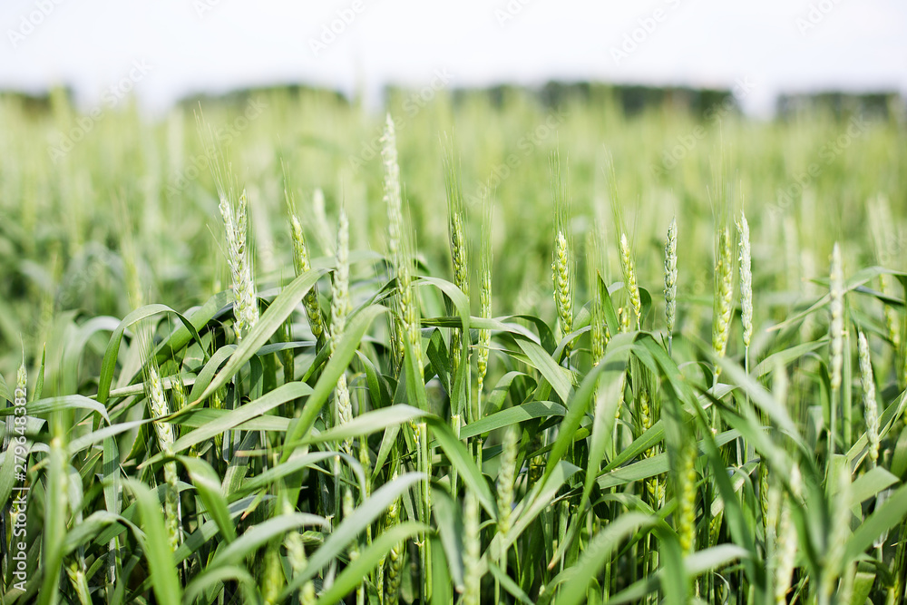 Obraz premium Green spikelets of wheat on the agricultural field, green unripe cereals. Beautiful green wheat ears growing in field, rural scenery. The concept of farming, agriculture and natural eco food. Bread