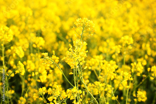 Scenic rural landscape with yellow rape, rapeseed or canola field. Rapeseed field, Blooming canola flowers close up. Rape on the field in summer. Bright Yellow rapeseed oil. Flowering rapeseed