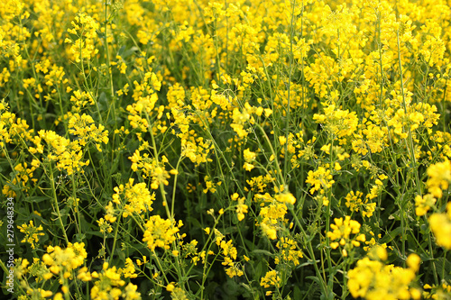 Scenic rural landscape with yellow rape, rapeseed or canola field. Rapeseed field, Blooming canola flowers close up. Rape on the field in summer. Bright Yellow rapeseed oil. Flowering rapeseed