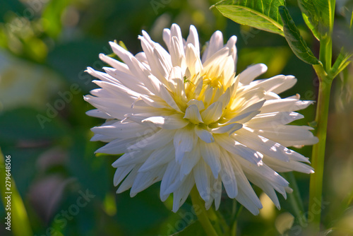 White aster flower on a sunny day.