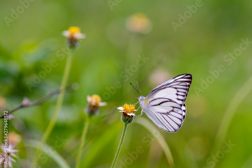 Striped Albatross Butterfly sucking nectar from  flowers © supanee2550