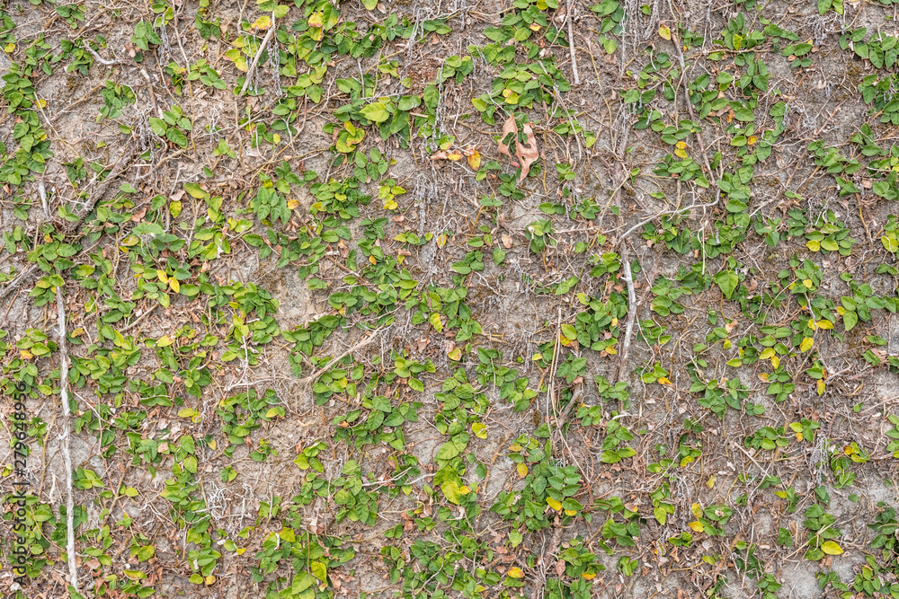 Fototapeta premium green ivy leaf on the wall