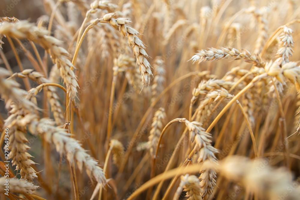 Wheat field. Cereals wheat ears close up. Agriculture field. Harvest wheat. Harvesting Wheat field. Cereals wheat ears close up. Agriculture field. Harvest wheat. Harvesting