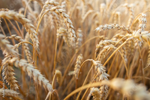 Wheat field. Cereals wheat ears close up. Agriculture field. Harvest wheat. Harvesting