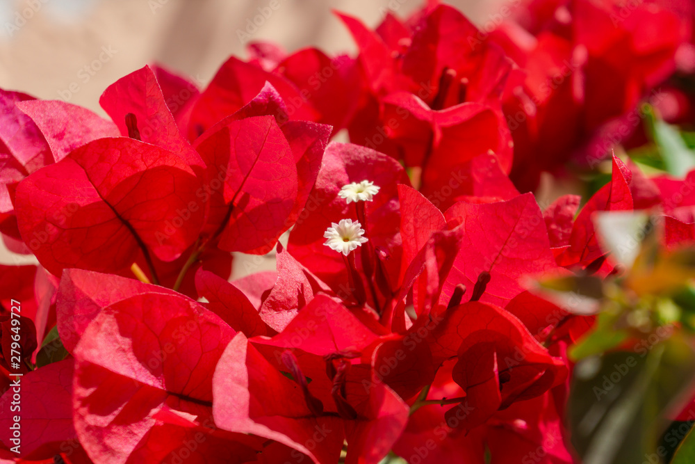 Close-up view of beautiful and intense red bougainvillea flower Close-up view of beautiful and intense red bougainvillea flower