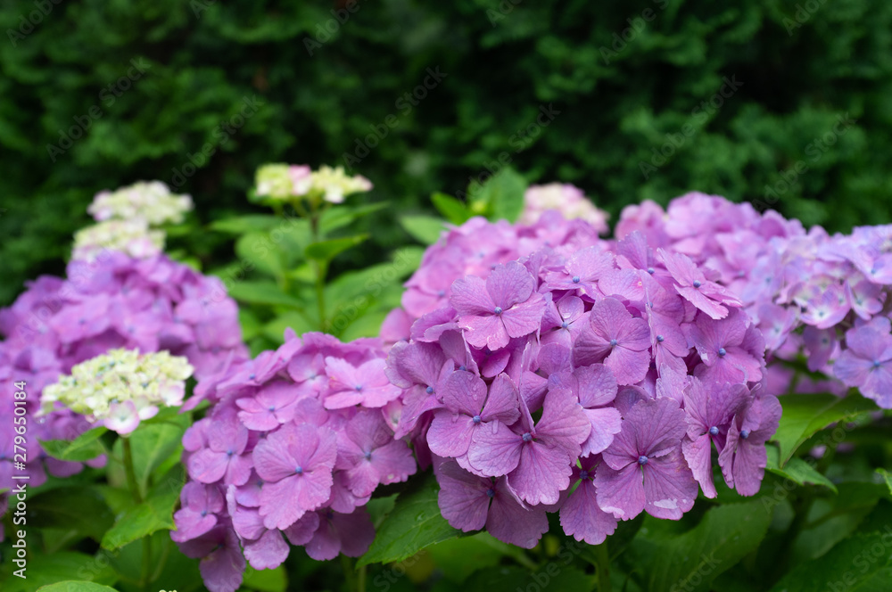 purple Hydrangea flower (Hydrangea macrophylla) blooming in spring and summer in a garden. purple Hydrangea flower (Hydrangea macrophylla) blooming in spring and summer in a garden.