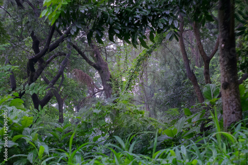 Forest in monsoon