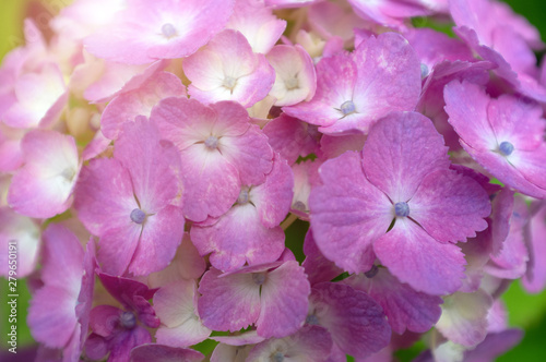 purple Hydrangea flower (Hydrangea macrophylla) blooming in spring and summer in a garden.