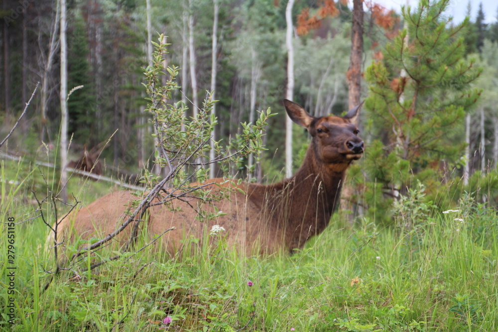Elk Sitting, Jasper National Park, Alberta Elk Sitting, Jasper National Park, Alberta