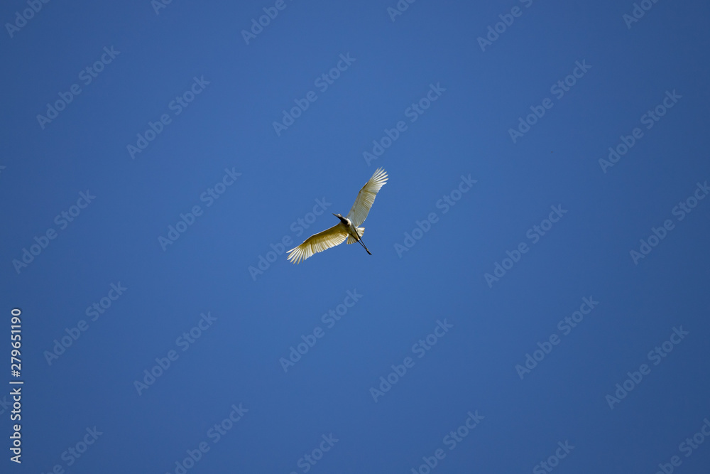 Fototapeta premium Jabiru stork in flight, Jabiru mycteria. Wild animal in the nature habitat, Pantanal, Brazil. Black and white bird against blue sky with open wings.