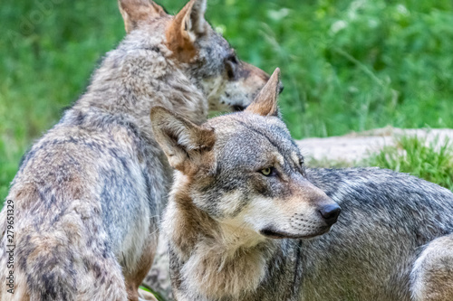 gray wolf in close-up