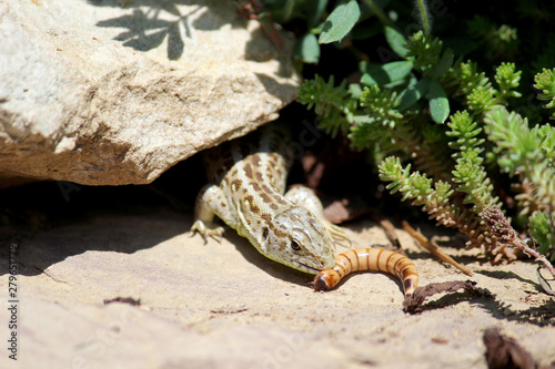 Photos Zauneidechsen Weibchen frisst einen Mehlwurm