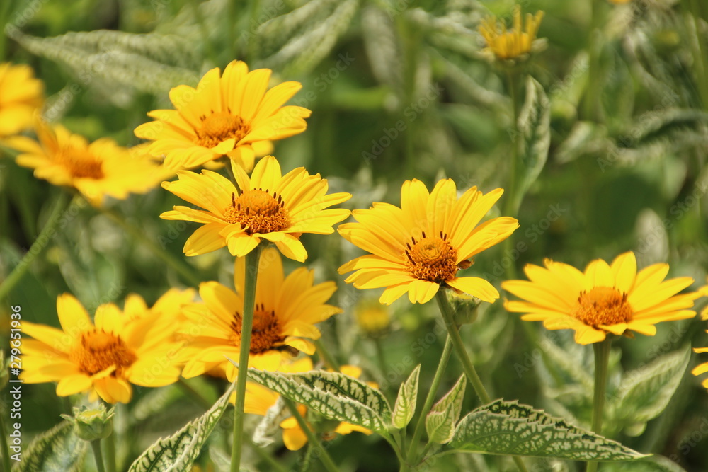 Sunshine In The Garden, U of A Botanic Gardens, Devon, Alberta Sunshine In The Garden, U of A Botanic Gardens, Devon, Alberta