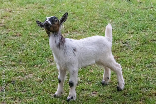 young goat in close-up