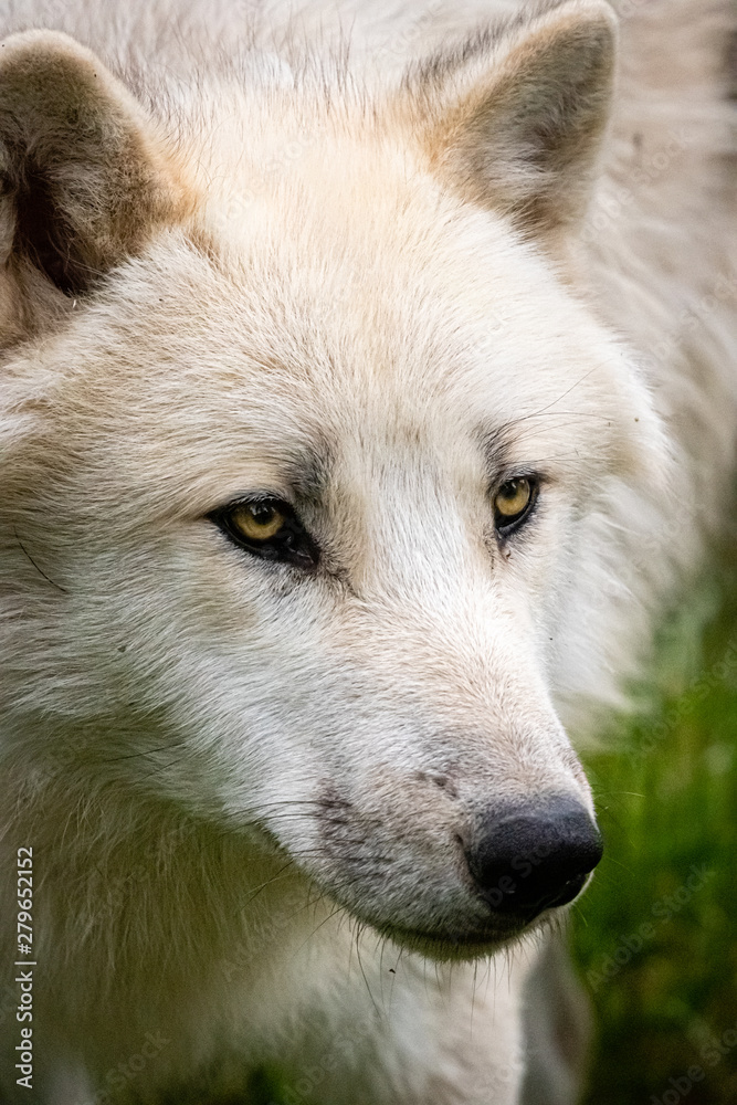 white wolf in close up