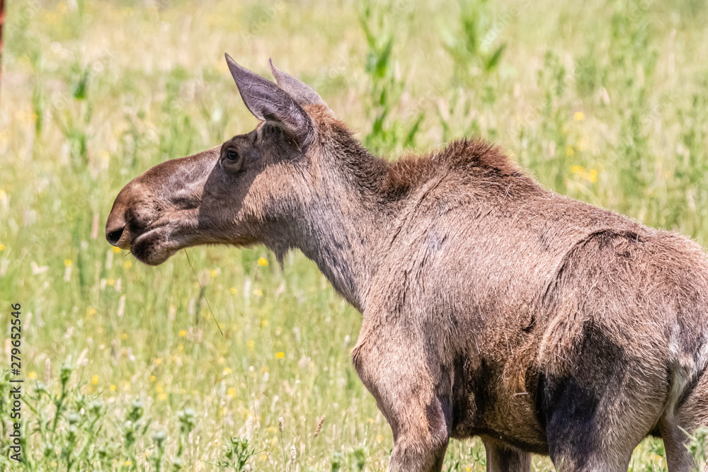 moose close up in a meadow moose close up in a meadow