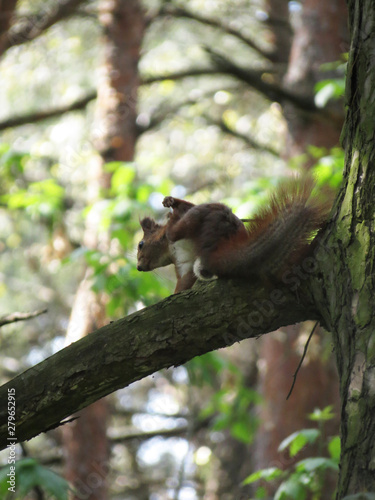 squirrel on tree