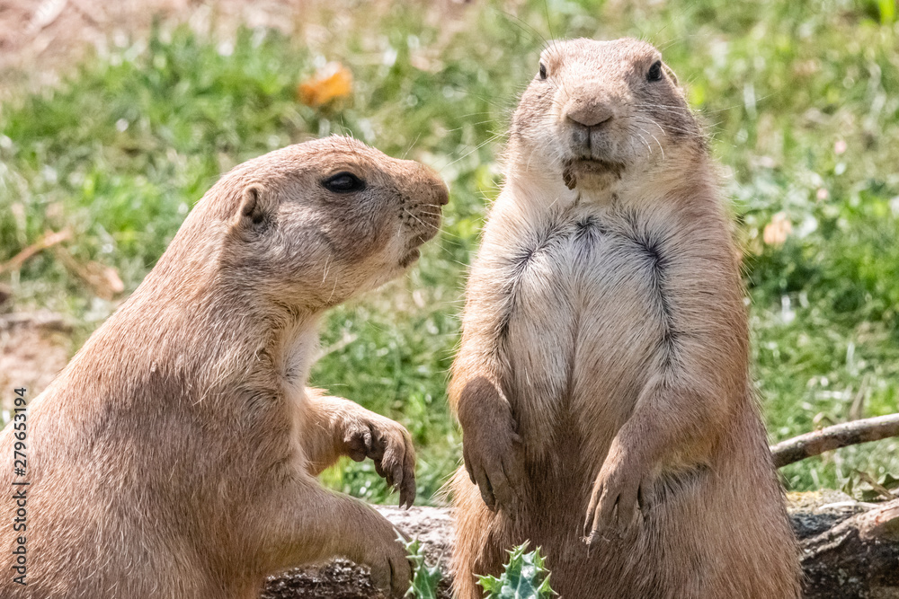prairie dog in close up