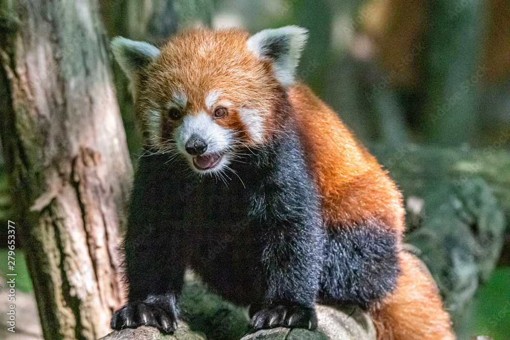 red panda in close up