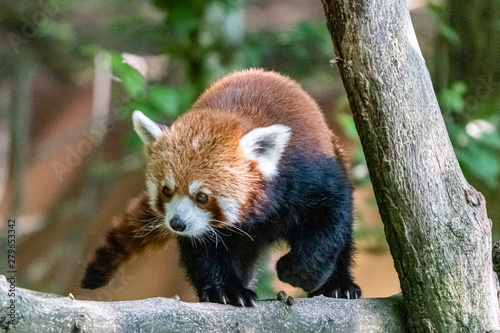 red panda in close up