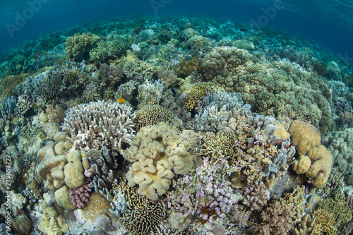 Hard and soft corals compete for space to grow on a healthy reef flat in Wakatobi National Park, Indonesia. This tropical area, south of Sulawesi, is known for its incredible marine biodiversity.