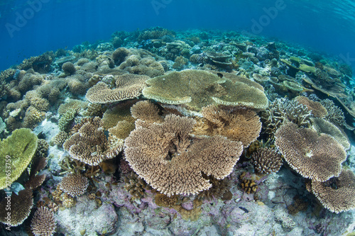 Corals compete for space to grow on a healthy reef flat in Wakatobi National Park, Indonesia. This tropical area, south of Sulawesi, is known for its incredible marine biodiversity.