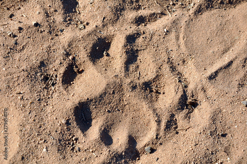 lion track in the sand