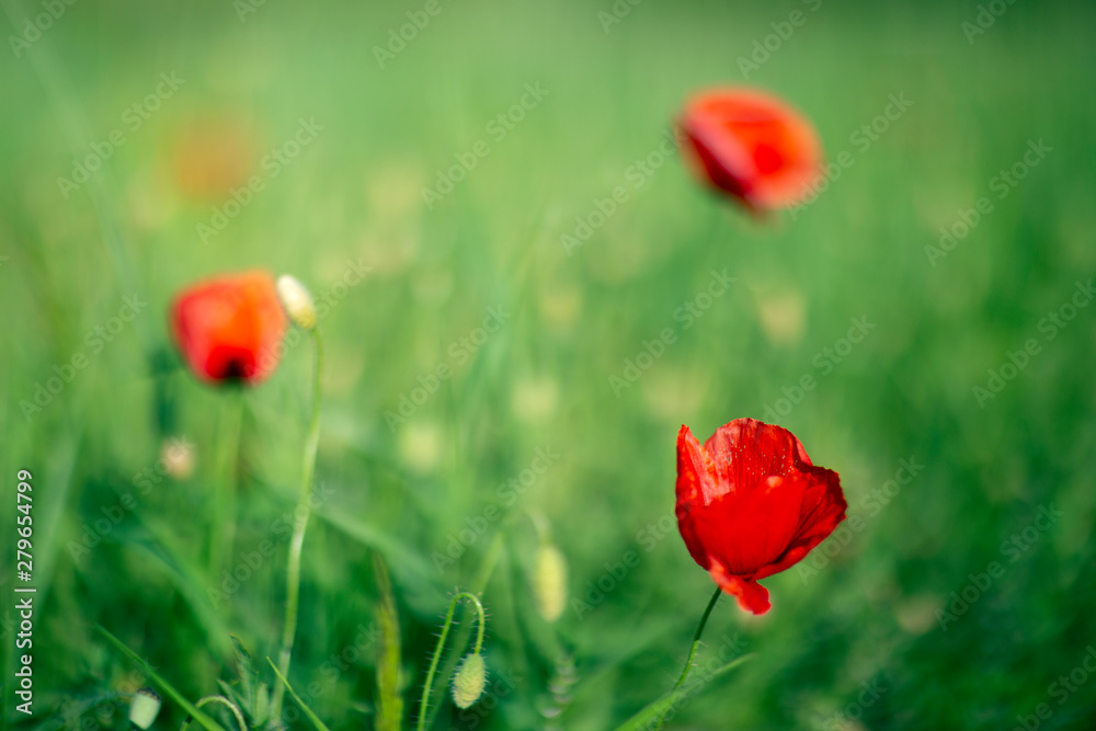 Fototapeta premium Mohnblumen