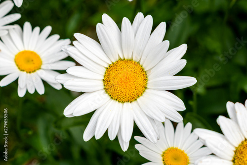 Blooming daisy