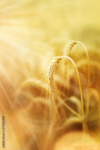 Wheat in the organic agriculture