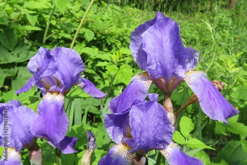 Beautiful purple iris flowers in the garden, closeup photo