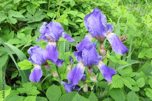 Beautiful purple iris flowers in the garden, closeup  photo