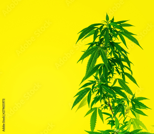 Marijuana plant on a yellow background. THC and CBD medical strain cannabis