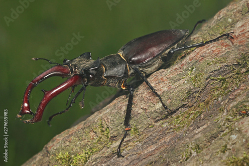Male of the stag beetle on a close up picture in its natural environment - sitting on oak tree. A rare and endangered beetle species with large mandibles, occurring in Europe.