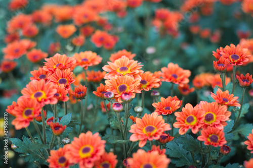 Orange flowers in garden. © Jirakrit
