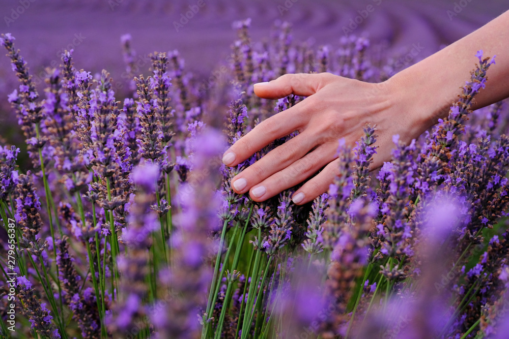 Fototapeta Blooming lavender fields near Valensole in Provence, France. Rows of purple flowers