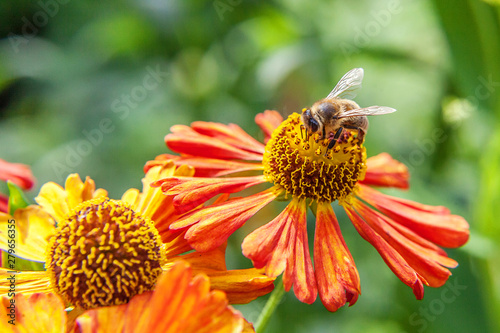 Honey bee covered with yellow pollen drink nectar, pollinating orange flower. Inspirational natural floral spring or summer blooming garden or park background. Life of insects. Macro close up