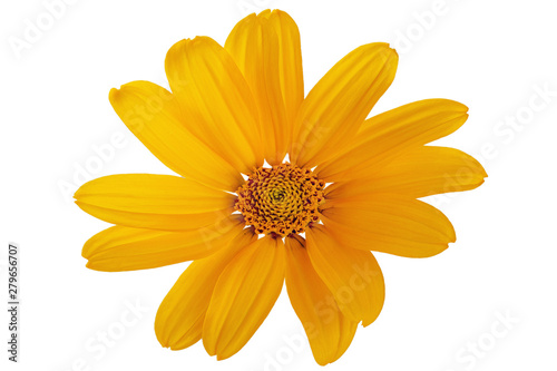 Yellow daisy flower on a white background.